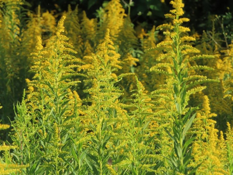 Solidago altissima, photographed by mami_t_t