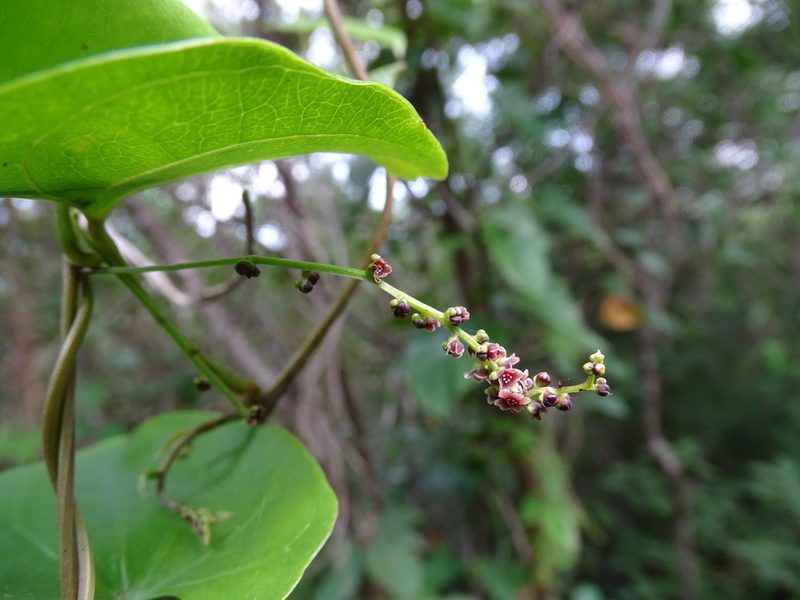 Dioscorea floribunda, photographed by Alexis López Hernández