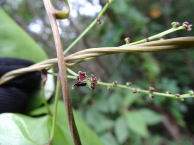 Dioscorea floribunda, photographed by Alexis López Hernández