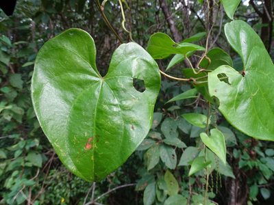 Dioscorea floribunda, photographed by Alexis López Hernández