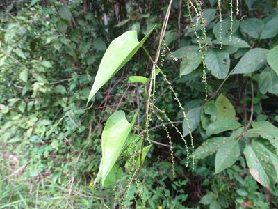 Dioscorea floribunda, photographed by Alexis López Hernández