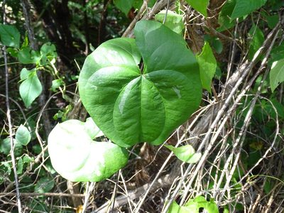 Dioscorea floribunda, photographed by Alexis López Hernández