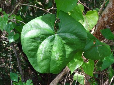 Dioscorea floribunda, photographed by Alexis López Hernández