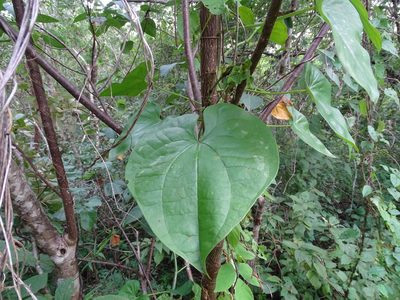 Dioscorea floribunda, photographed by Alexis López Hernández