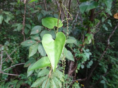 Dioscorea floribunda, photographed by Alexis López Hernández