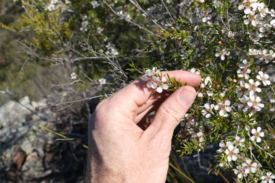 Leptospermum variabile, photographed by Greg Tasney