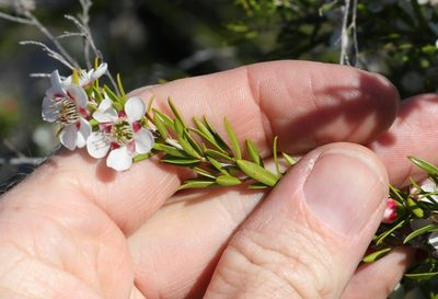 Leptospermum variabile, photographed by Greg Tasney