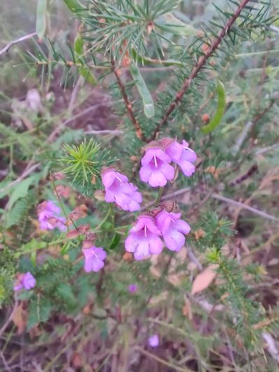 Prostanthera denticulata, photographed by Nathan Ruser