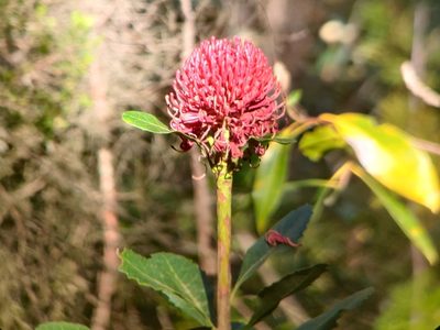 Telopea speciosissima, photographed by Nathan Ruser