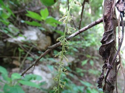 Dioscorea densiflora, photographed by Alexis López Hernández