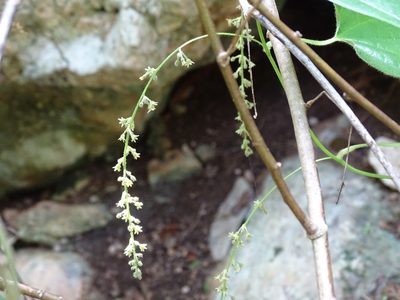 Dioscorea densiflora, photographed by Alexis López Hernández