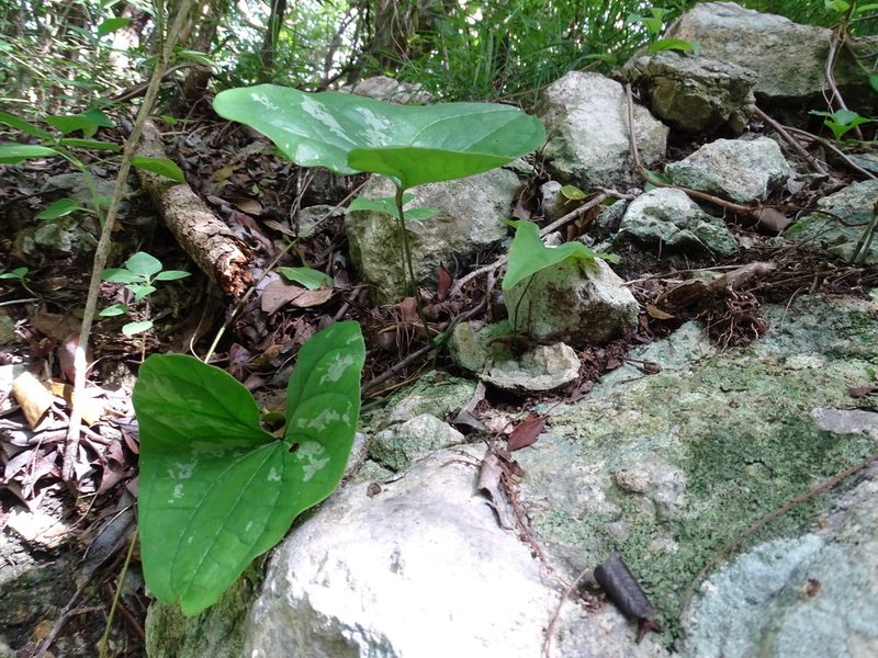 Dioscorea cyanisticta, photographed by Alexis López Hernández