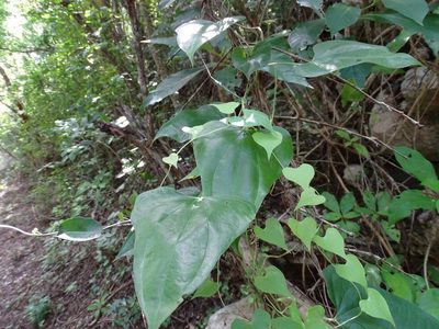 Dioscorea densiflora, photographed by Alexis López Hernández