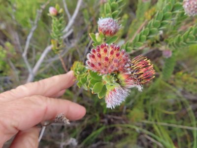 Leucospermum truncatulum, photographed by linkie