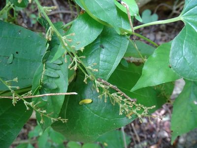 Dioscorea densiflora, photographed by Alexis López Hernández