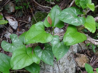 Dioscorea densiflora, photographed by Alexis López Hernández