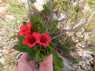 Lobostemon sanguineus, photographed by linkie
