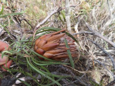 Protea pudens, photographed by linkie