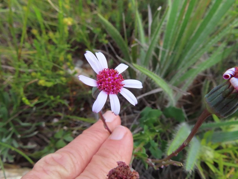 Senecio hastifolius, photographed by linkie