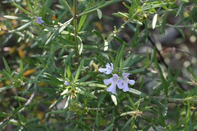 Westringia sericea, photographed by Greg Tasney