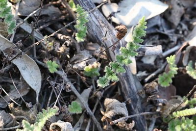 Cheilanthes distans, photographed by Greg Tasney
