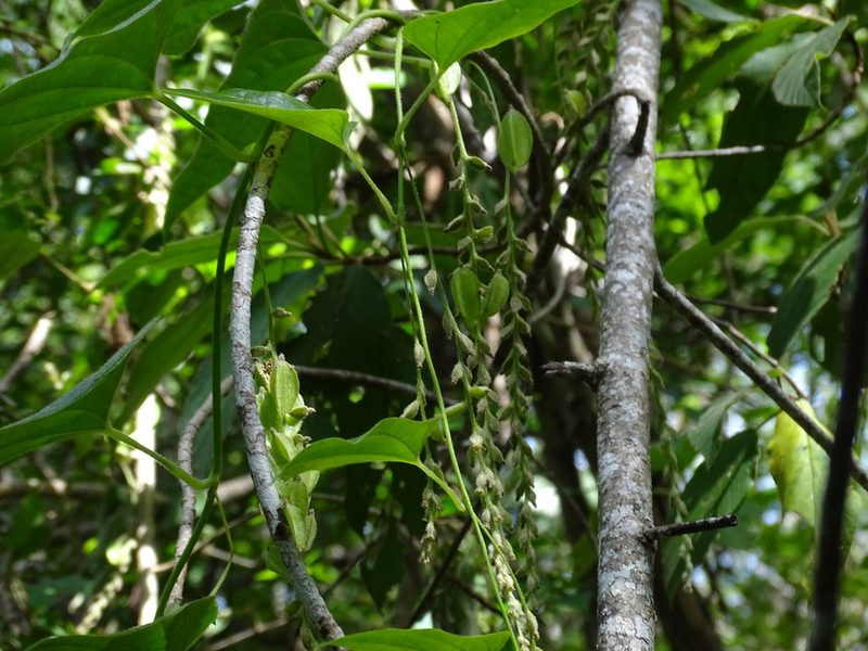 Dioscorea densiflora, photographed by Alexis López Hernández