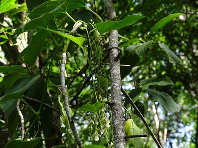 Dioscorea densiflora, photographed by Alexis López Hernández
