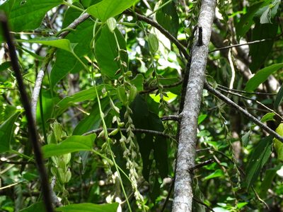 Dioscorea densiflora, photographed by Alexis López Hernández