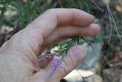 Comesperma breviflorum, photographed by Greg Tasney