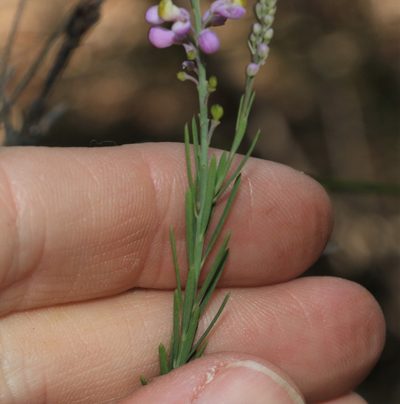 Comesperma breviflorum, photographed by Greg Tasney