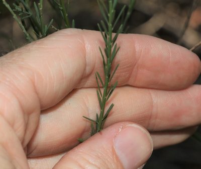Comesperma breviflorum, photographed by Greg Tasney