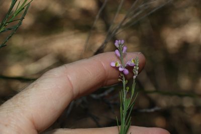 Comesperma breviflorum, photographed by Greg Tasney