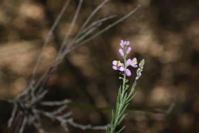Comesperma breviflorum, photographed by Greg Tasney