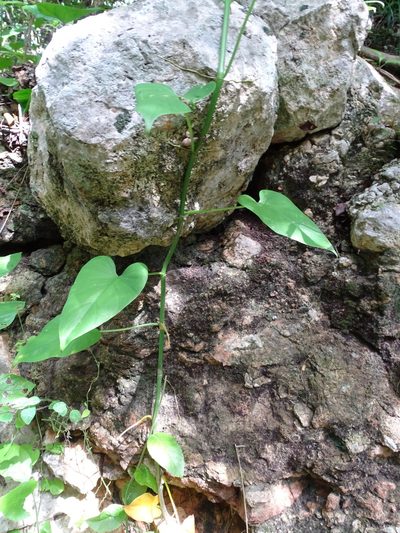 Philodendron jacquinii, photographed by Alexis López Hernández