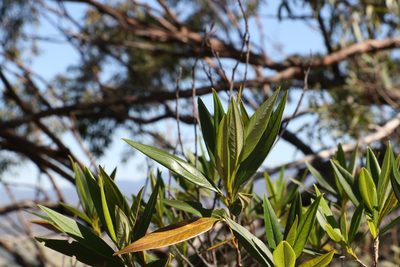 Pomaderris argyrophylla, photographed by Greg Tasney