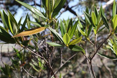 Pomaderris argyrophylla, photographed by Greg Tasney