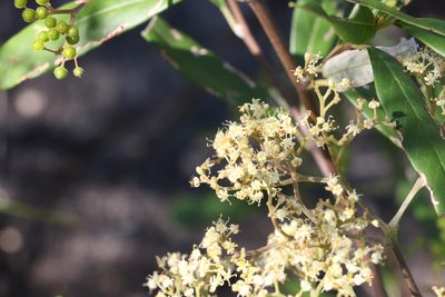 Pomaderris argyrophylla, photographed by Greg Tasney