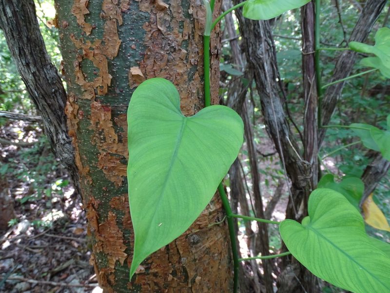 Philodendron jacquinii, photographed by Alexis López Hernández