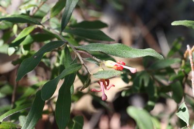 Grevillea linsmithii, photographed by Greg Tasney