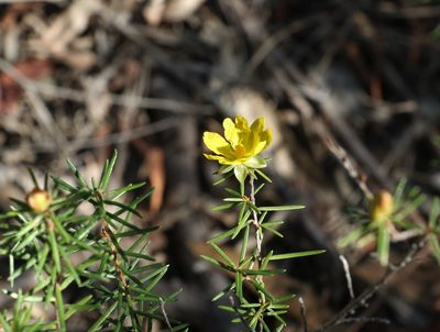 Hibbertia riparia, photographed by Greg Tasney