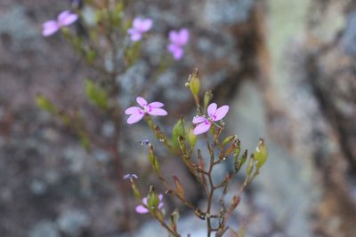 Stylidium laricifolium, photographed by Greg Tasney