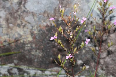 Stylidium laricifolium, photographed by Greg Tasney