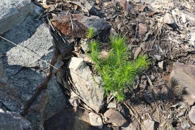 Stylidium laricifolium, photographed by Greg Tasney