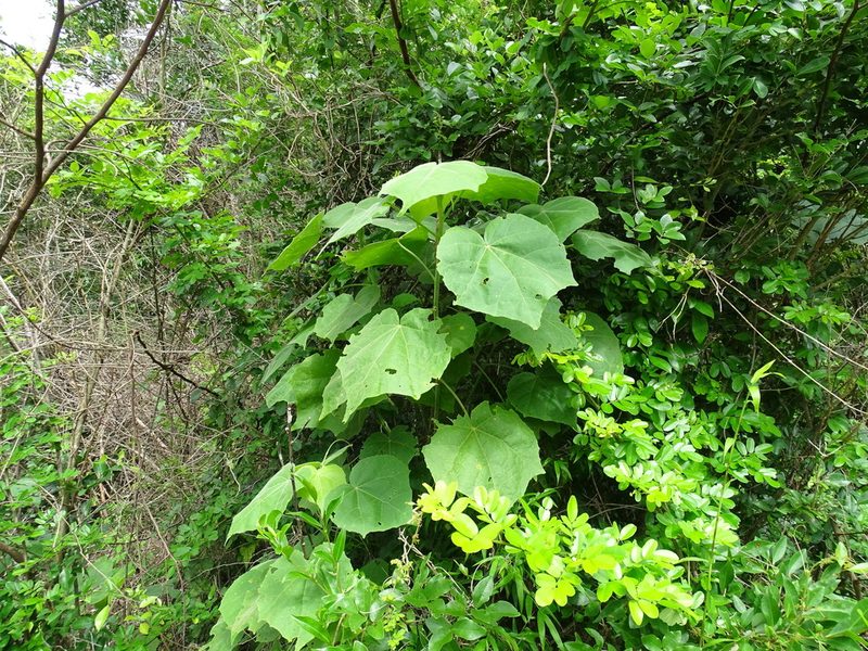 Hampea trilobata, photographed by Alexis López Hernández
