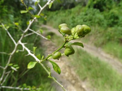 Hybanthus yucatanensis, photographed by Alexis López Hernández