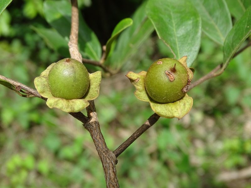 Diospyros salicifolia, photographed by Alexis López Hernández