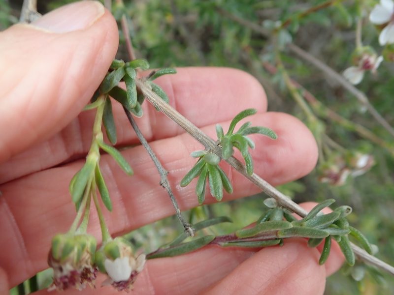 Eriocephalus pedicellaris, photographed by Peter Warren