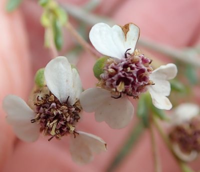 Eriocephalus pedicellaris, photographed by Peter Warren