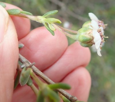 Eriocephalus pedicellaris, photographed by Peter Warren