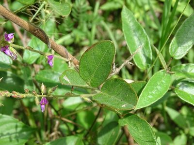 Galactia striata, photographed by Alexis López Hernández